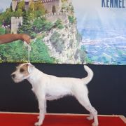 My Crackerjack's Royal Jewel