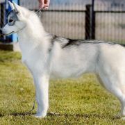 FIRE IN PAWS OF SIBERIAN LADY