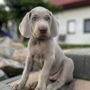 ARON ze Stryszowskiego Boru FCI 