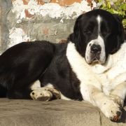 CH PL BLADE z Gór Pamiru