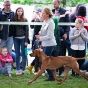 IDA Pręgowce z Jasienia