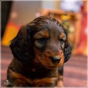 UOMO BELLO Hokus Pokus z Perłowej