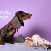 SHEDARIAN DAGOBA