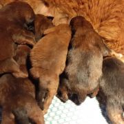 Czerwone Szczeniaki Mastifa Tybetańskiego