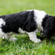 Learned Arwen from Fellowship Of The Ring