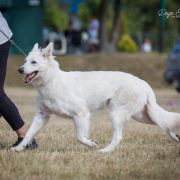 Clockwork Shepherd WISE 