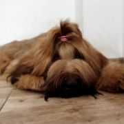 HIMALAYA El`Bridorado