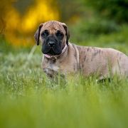 CLEOPATRA DOLCE VENDETTA FCI 