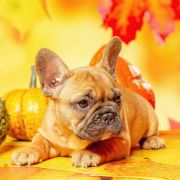 TEKLA Hokus Pokus z Perłowej