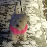 TOUCH OF THE RING Czar Krakowa 