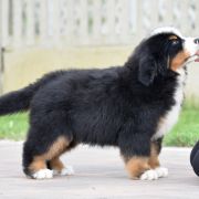 AGAMEMNON Sesto Senso 