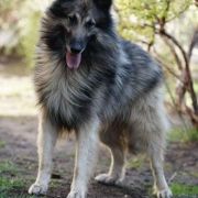 Ironclad du Bois du Tot