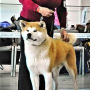 MASAHIRO GO RYKOVIA (FCI)