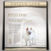 Al Capone Tipich Chihuahua