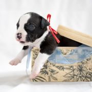 MADNESS Zealous Heart 