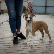 Tender Love Via Fortuna