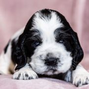 ALYSANNE House of The Shaggy Dogs FCI 