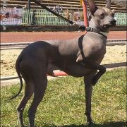 CINNAMON Margarejro FCI