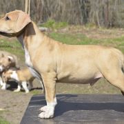 BRONSON ROCKET BABE FCI 