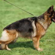 BRANDY VON GRAN PEREGRINO Weteranka na Emeryturze