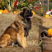 AMBER VITKENNEL CODY LOVELY