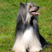 Winnie The Puff Resuruss 2