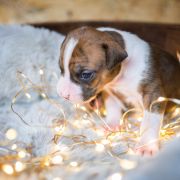 TOOTHLESS Because of Crazy Time