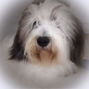 LESŁAWA Futrzak Podlaski FCI