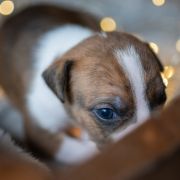 TOOTHLESS Because of Crazy Time