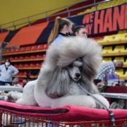 SAVANNAH The Spirit of Silverhill 3