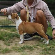 ZAJAWKA Little Love Machine