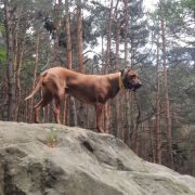 Rhodesian Ridgeback FCI - Spirit of Africa - 2026
