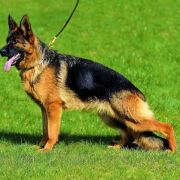 HOLA vom Haus Tchorz