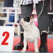 ARYA STARK Z BLUESOWEJ KRAINY