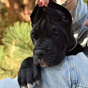 ANTHONY Przylądek Doga FCI 