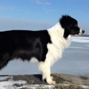 Windrift (FCI) DARE TO DREAM ,,MOLLIE