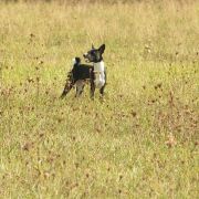 YULA z Klanu Łobuzów FCI