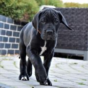 ALCHEMIA Przylądek Doga FCI 