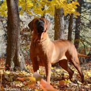 CHIZU Yokozuna Yusha