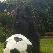 Black Talisman (FCI) RHYTM OF LOVE