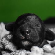 LUCKY TANGO Diamond Lamb