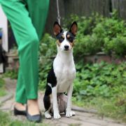 JUST MY STILE DOMINANT STAR