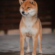 Bachata de Templo Amatsu Kami