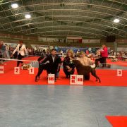 Aussie Welkope CZAS NA WINKO