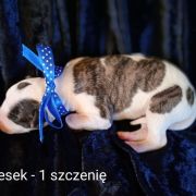 HOUNDSFOREVER piesek I