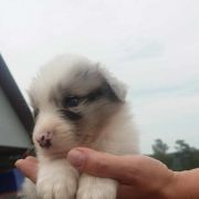 Danio Jodłowy Border