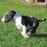 Pogięty Paragon Gryźbull