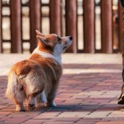 Динара из эпохи Веллеса