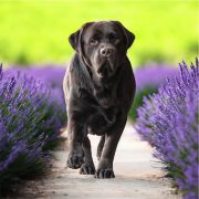 DIAMOND LEONARD Multi Planet Lab