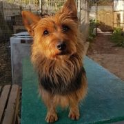 OUTBACKRED RAHNA JILLIAN